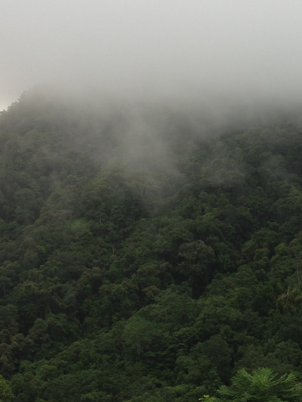 mist fog rainforest free photo