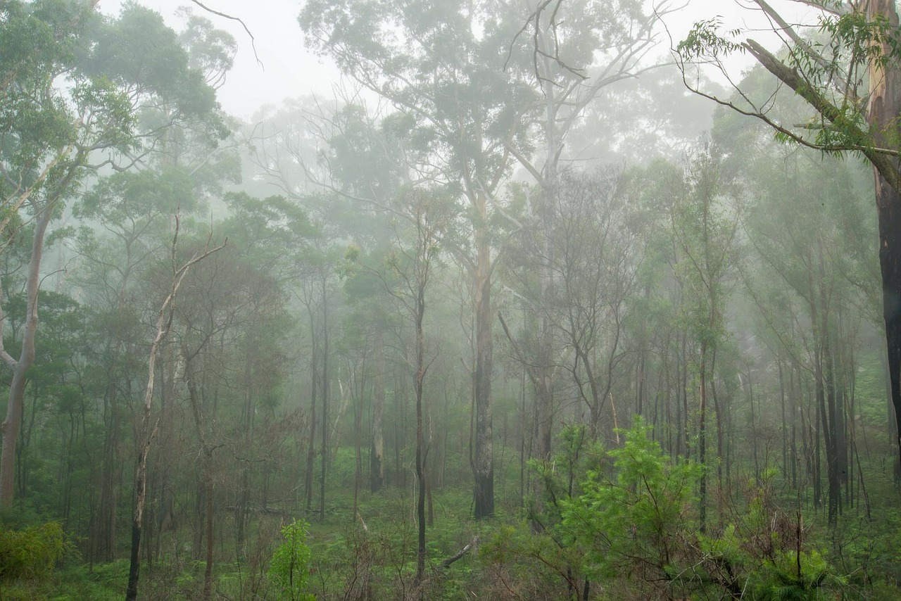 mist gum trees sydney free photo