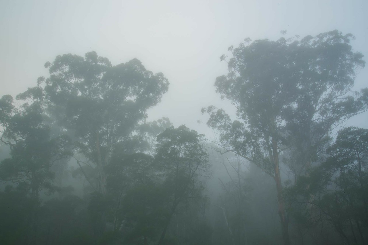 mist gum trees sydney free photo