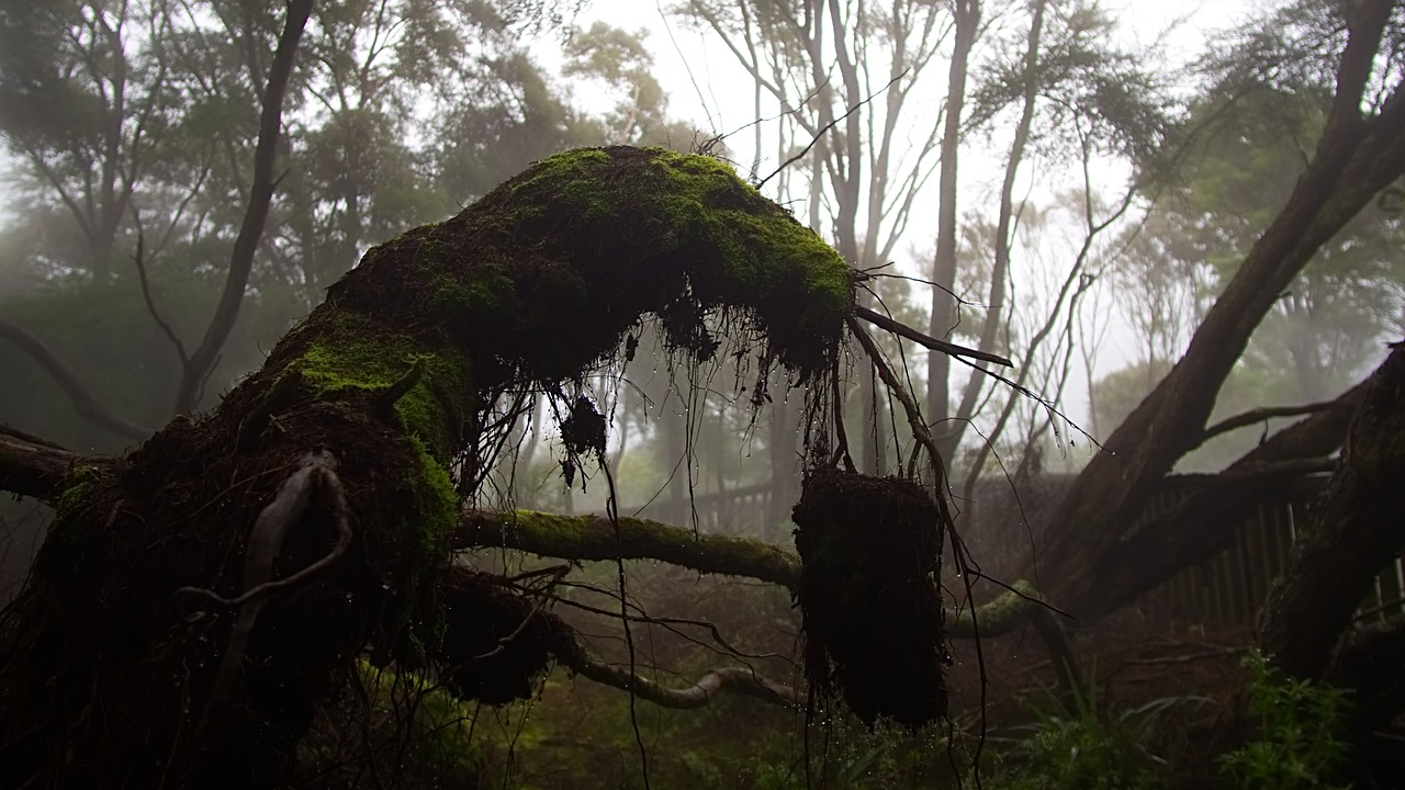 mist  forest  insect free photo