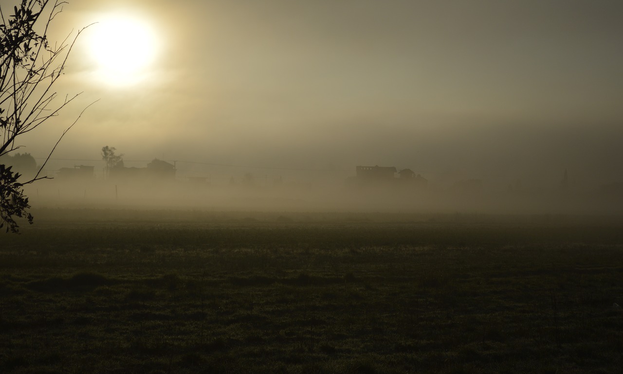 mist  dawn  autumn free photo