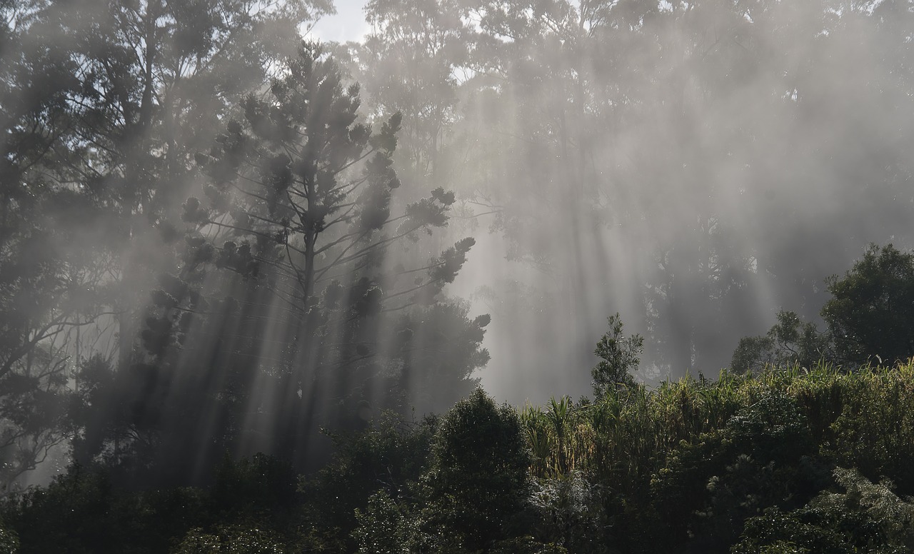 mist  sunshine  trees free photo