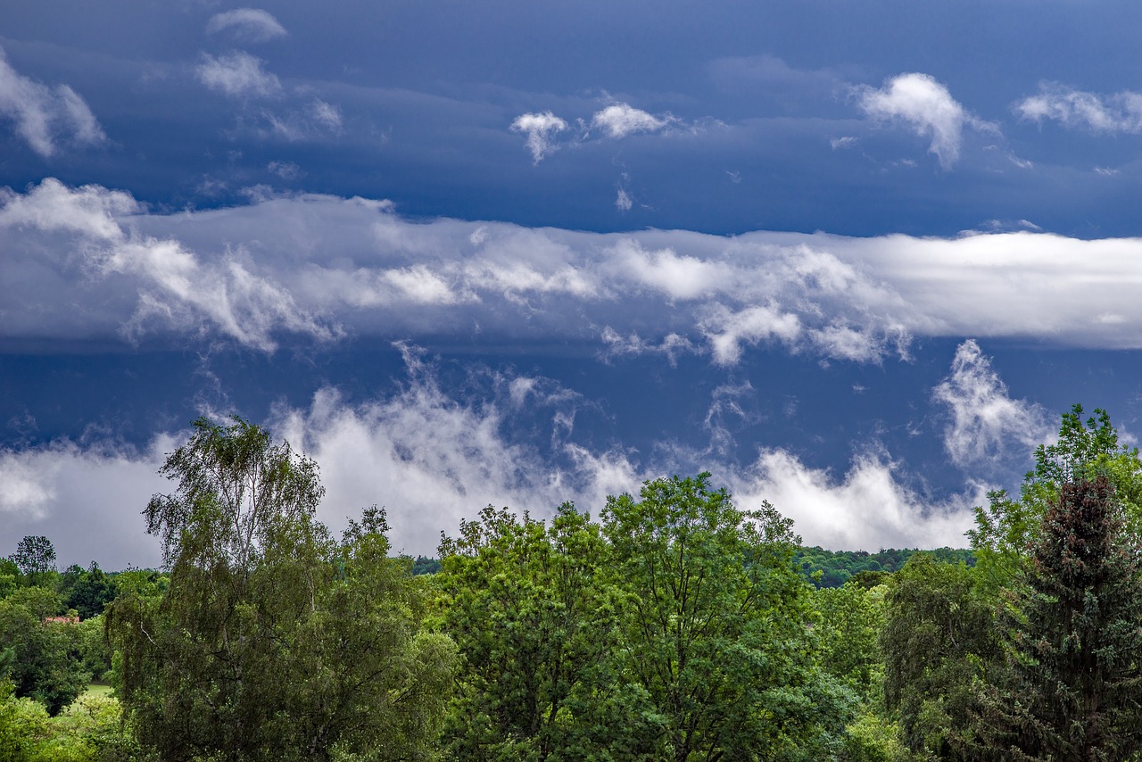 mist  fog  clouds free photo