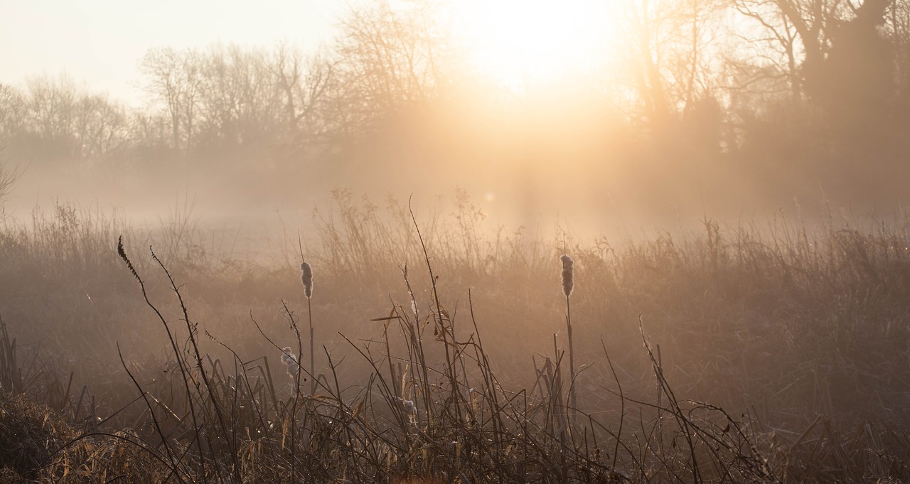 mist  morning  fog free photo