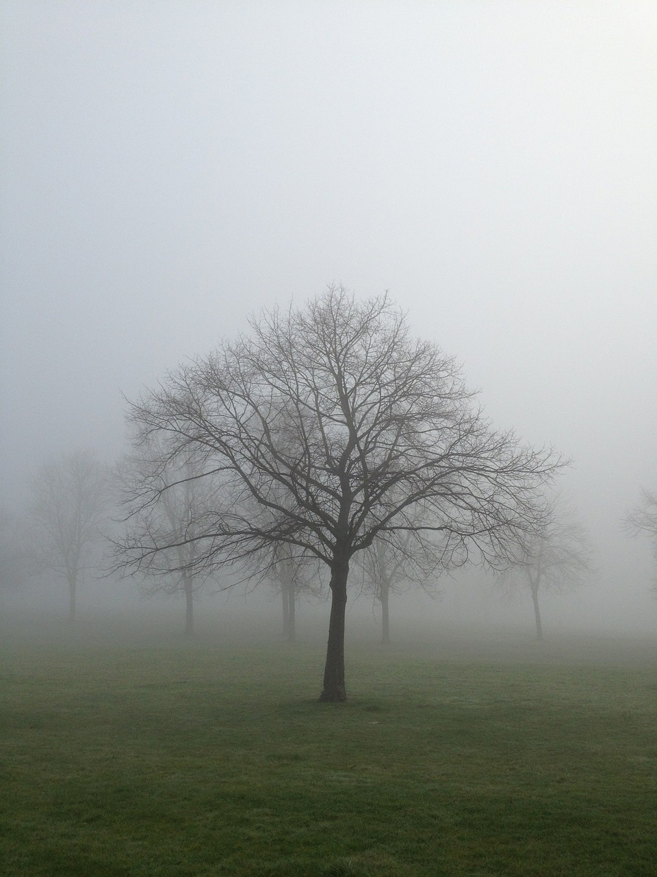 mist fog tree free photo