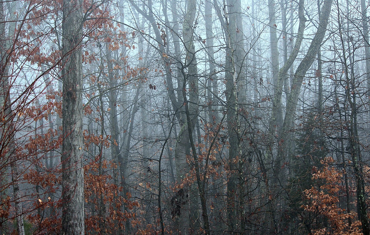 mist fog forest in winter free photo