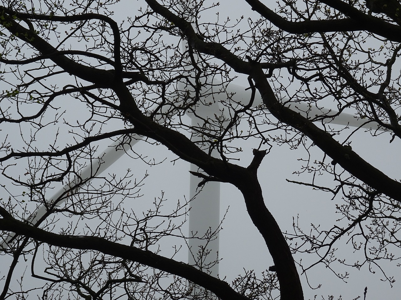 mist trees branches free photo