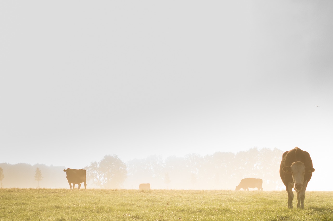 mist cows landscape free photo