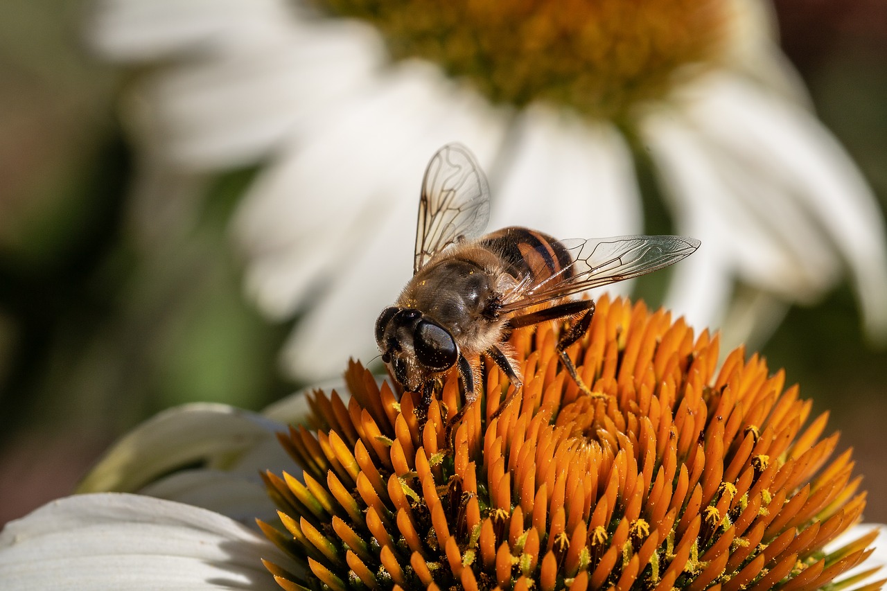 mist bee  mud bee  translucent bee-keilfleckschwebfliege free photo