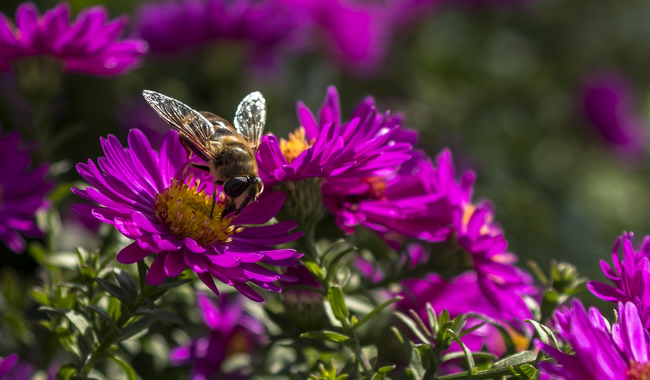 mist bee  hoverfly  aster free photo
