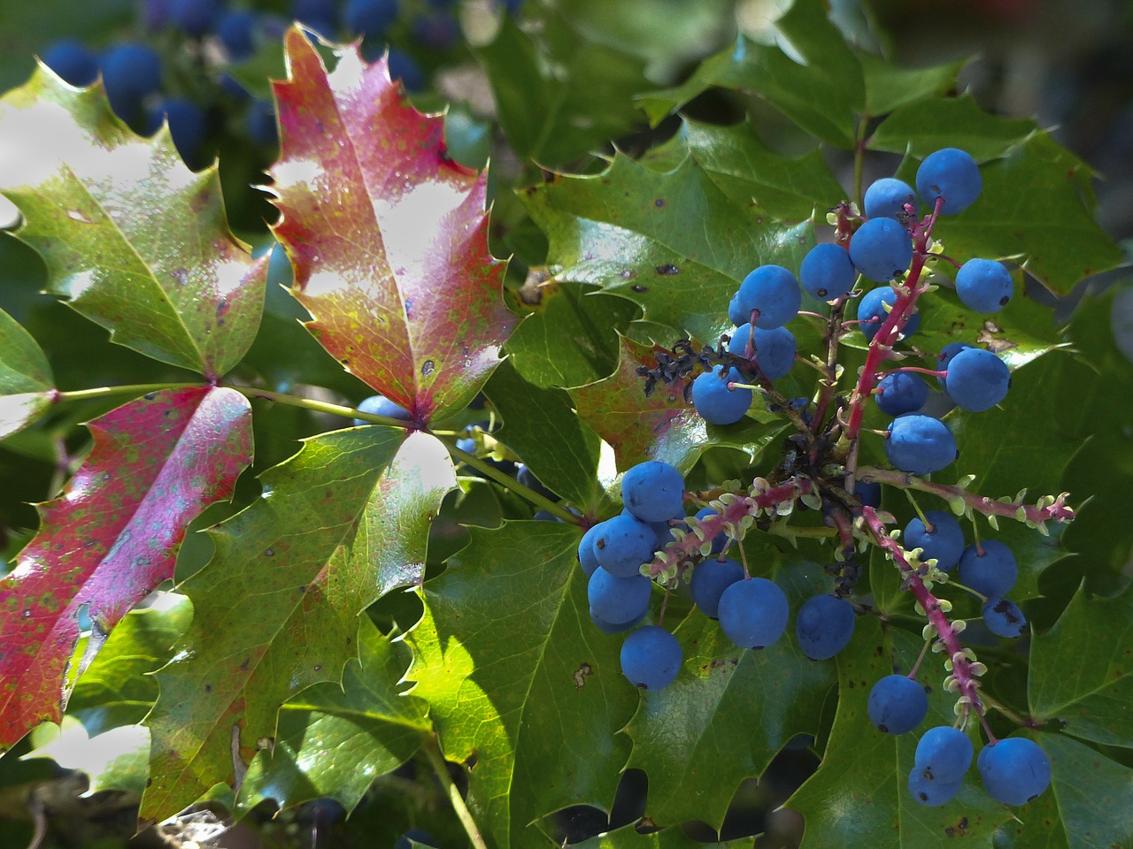 mistle toe berries plant free photo