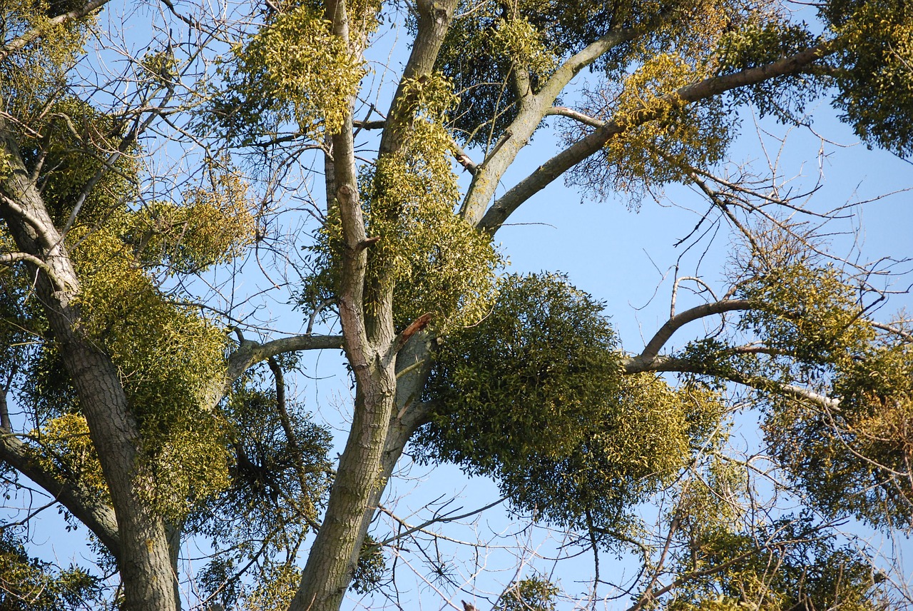 mistletoe tree ecology free photo
