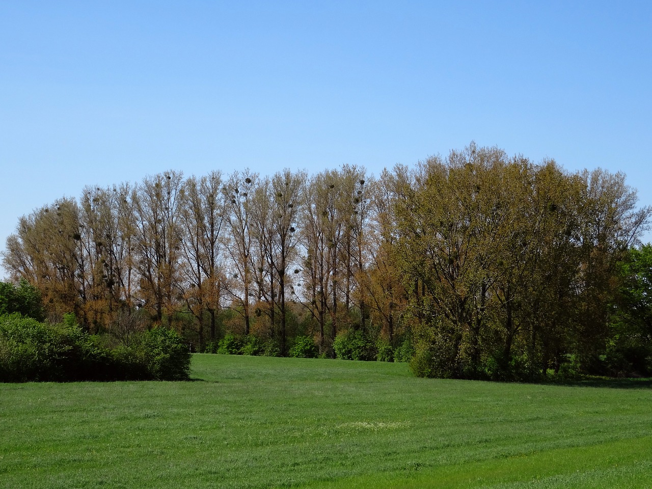 poppy home on the rhine mistletoe trees free photo