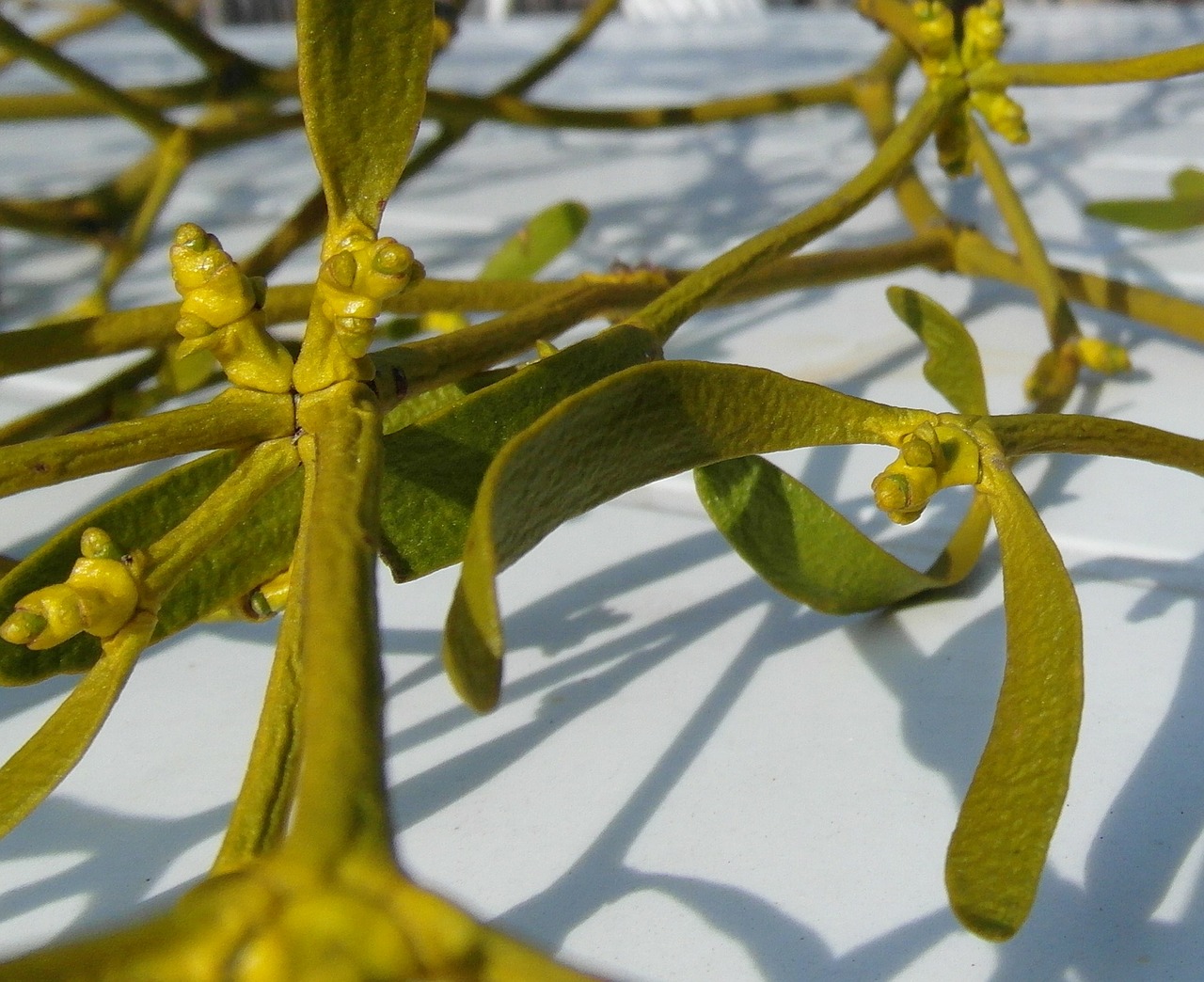 mistletoe medicinal plant tree free photo