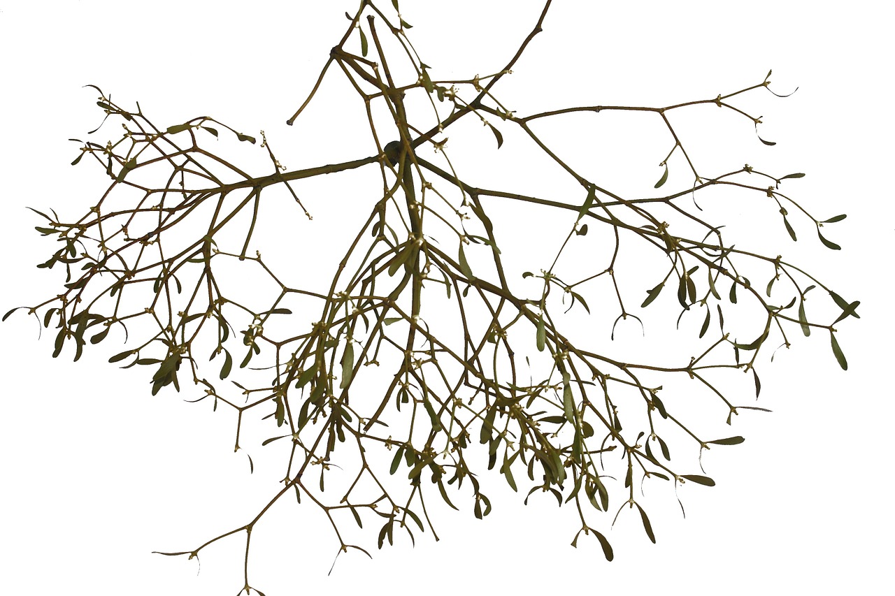 mistletoe isolated medicinal plant free photo