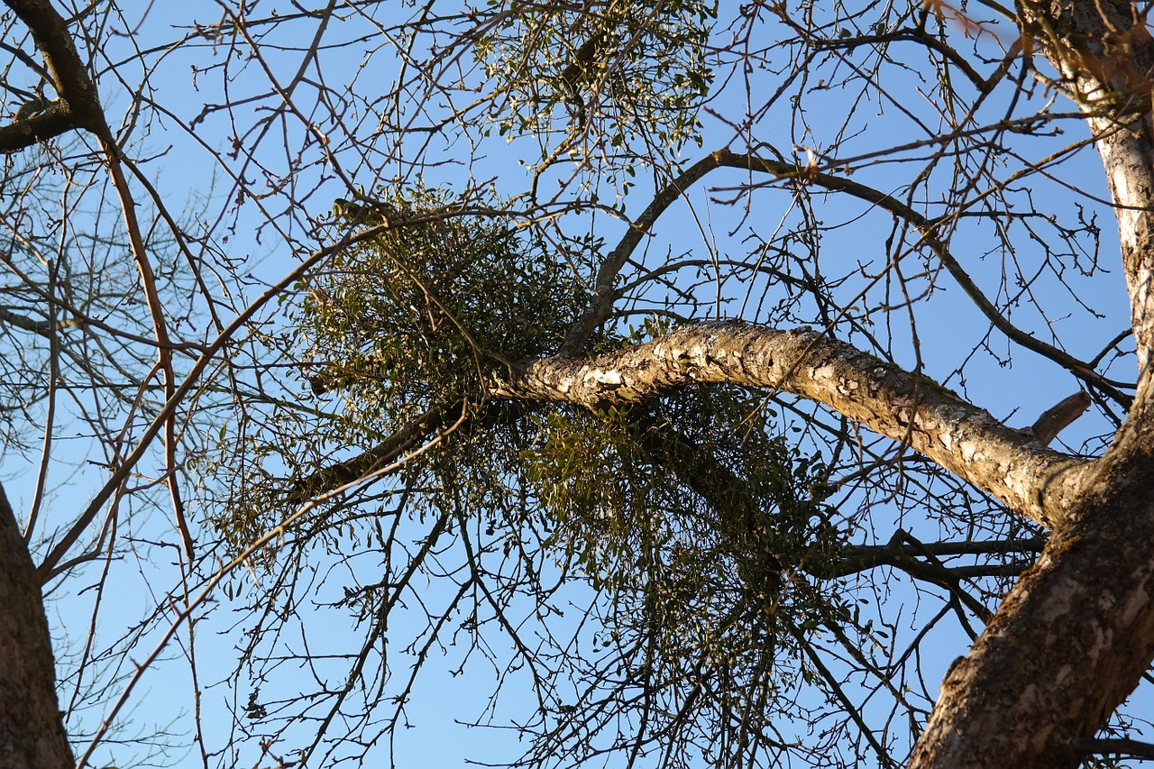 mistletoe branch tree free photo