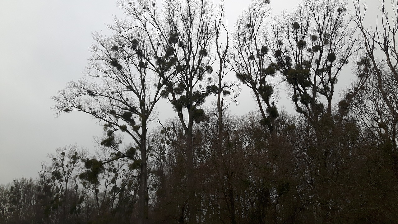 mistletoe trees forest free photo