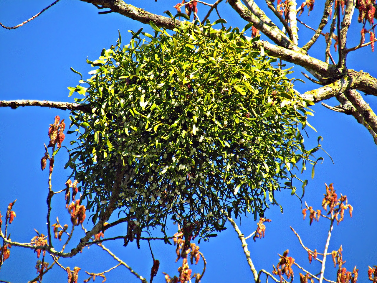 mistletoe tree the parasite free photo