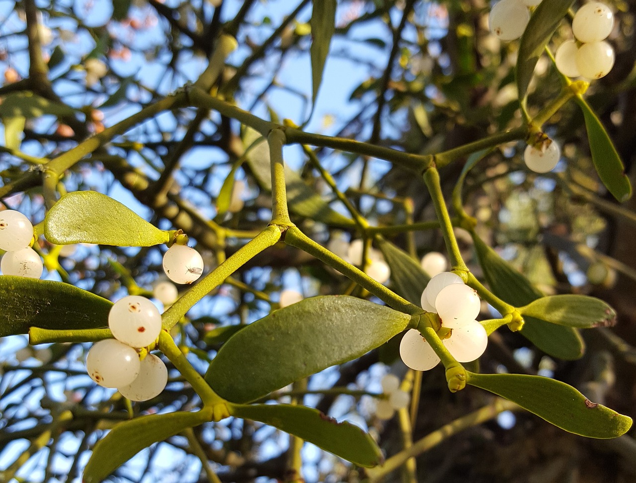 mistletoe winter christmas free photo