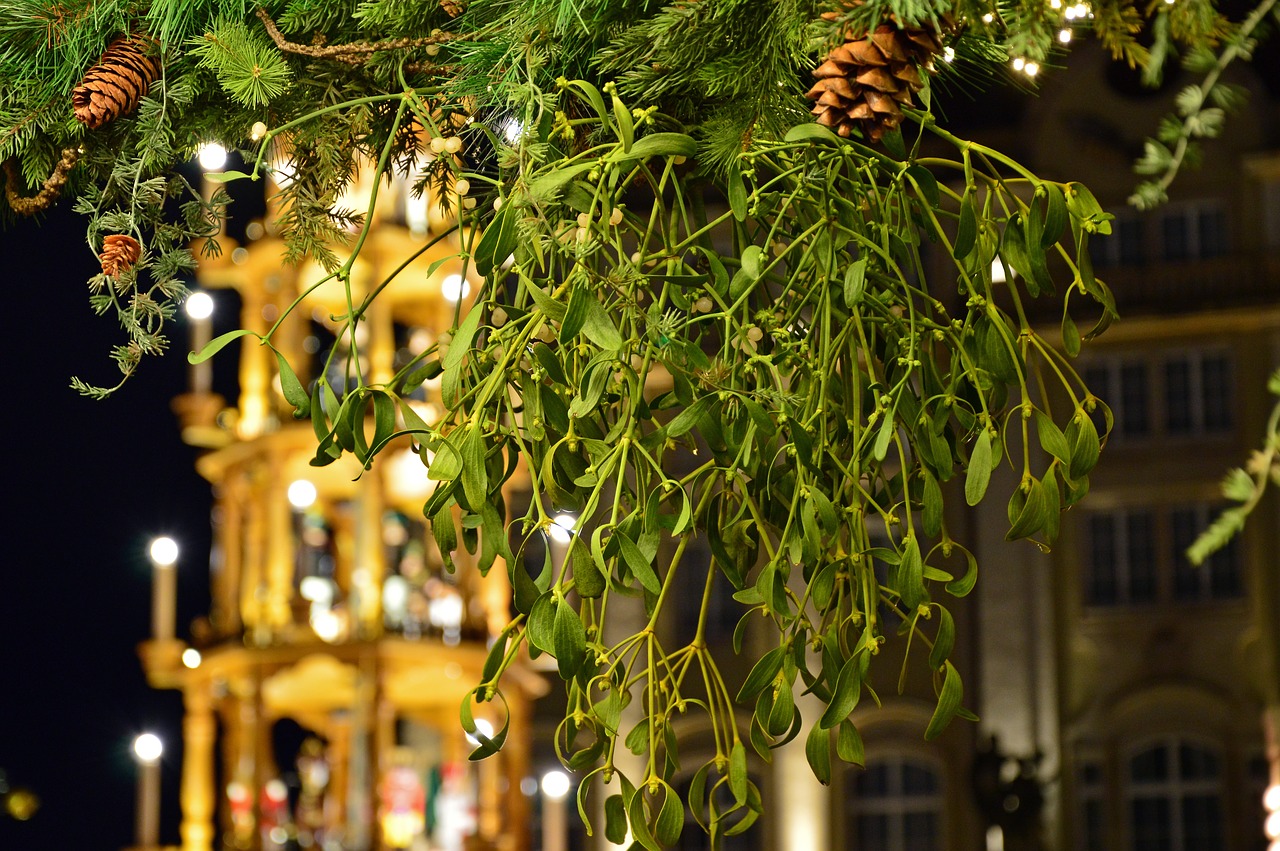 mistletoe  plant  evergreen free photo