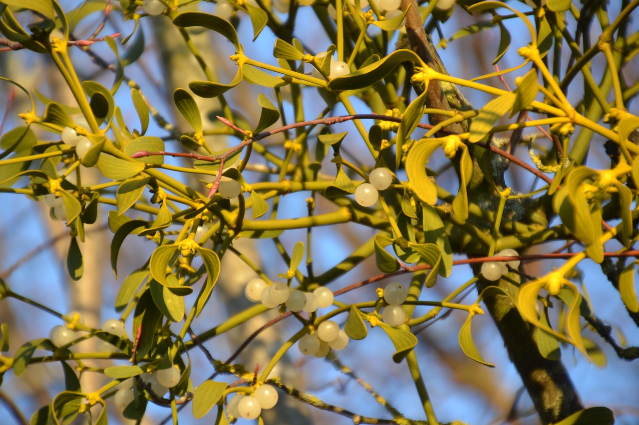 mistletoe  plant  evergreen free photo