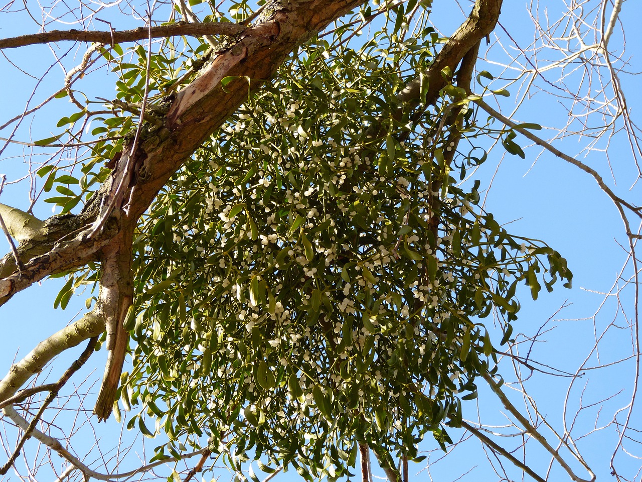 mistletoe parasite parasitic tree free photo