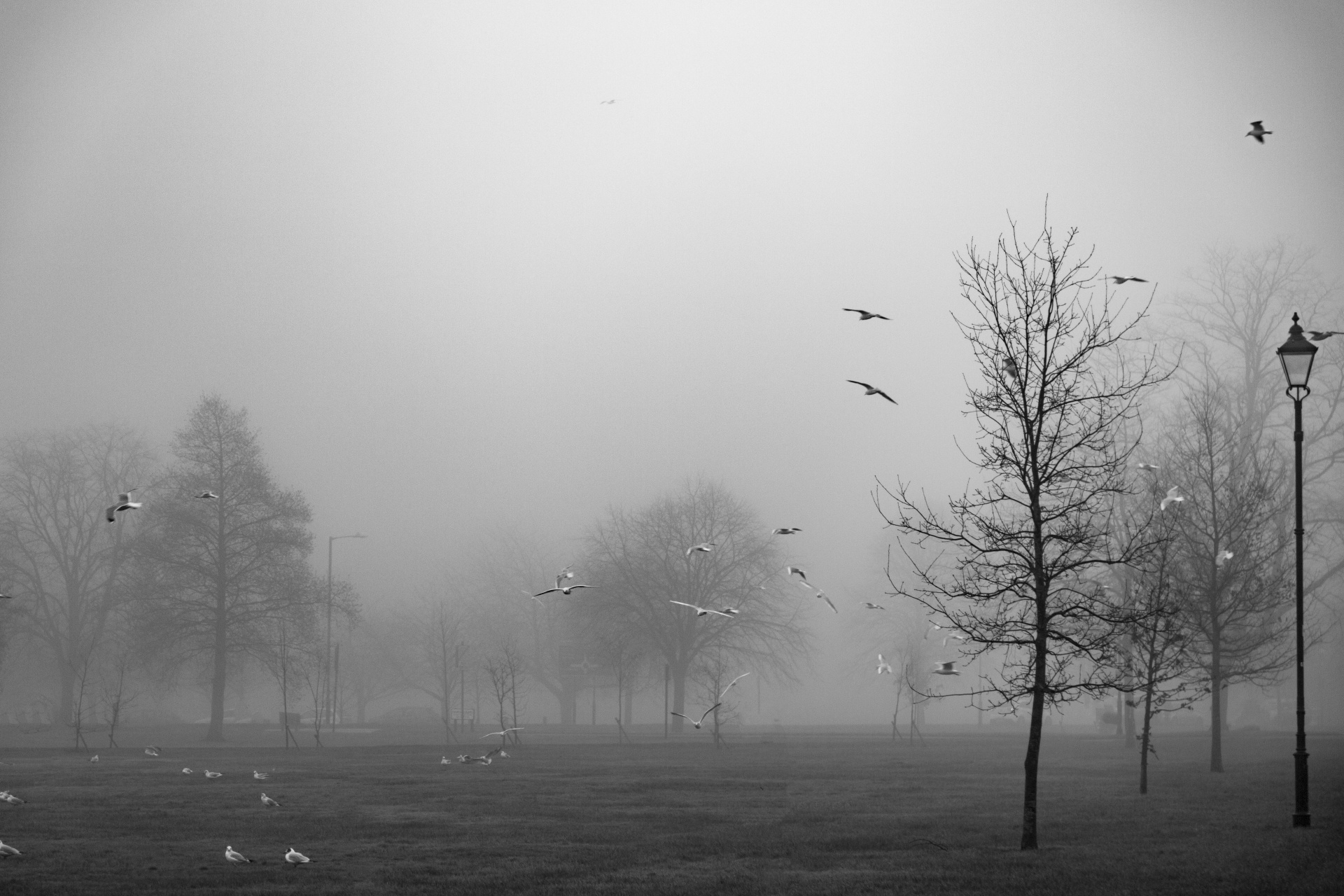 field fog tree free photo