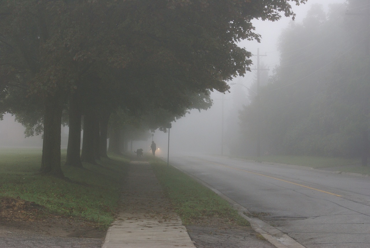 misty morning foggy free photo