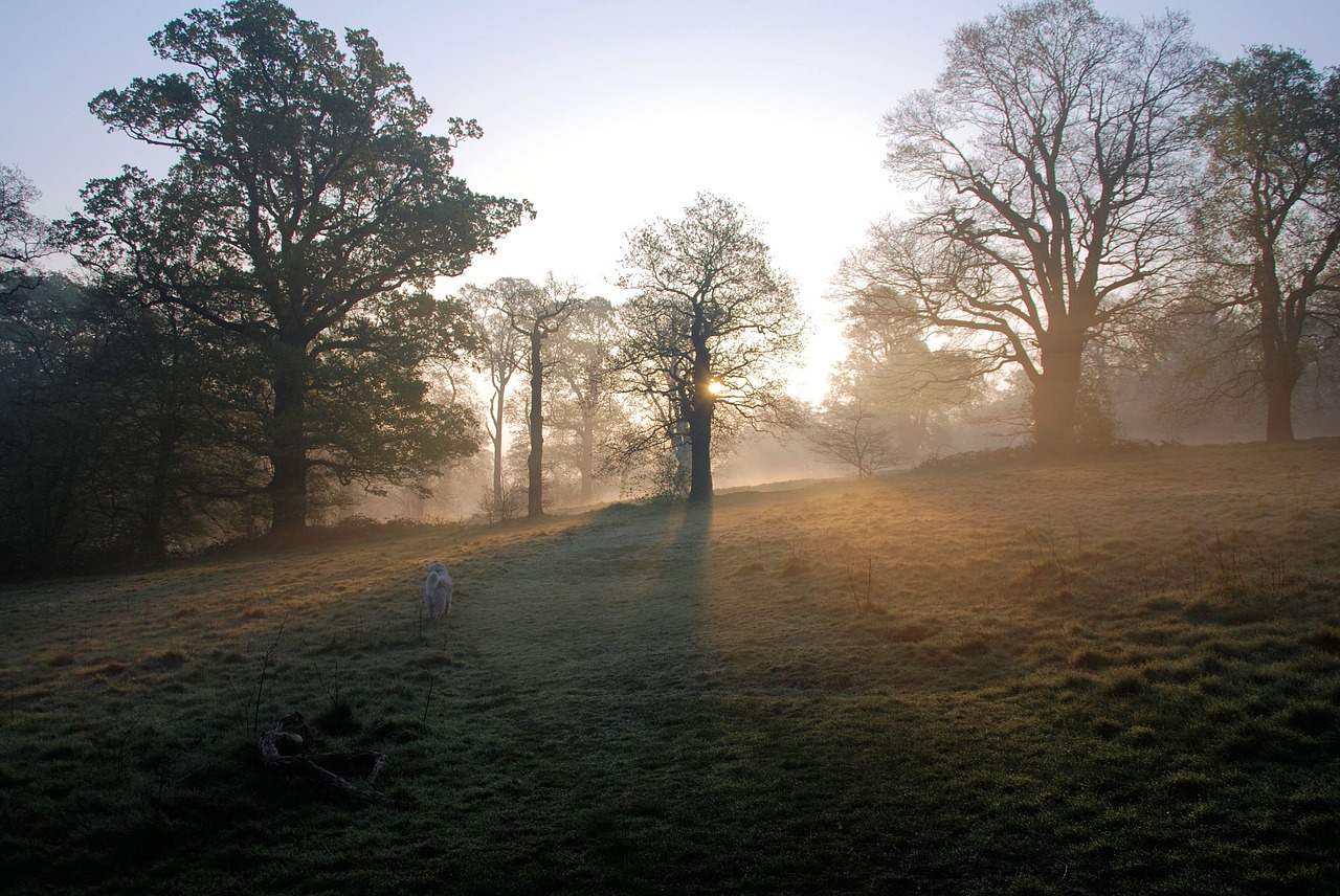 misty morning sunrise free photo