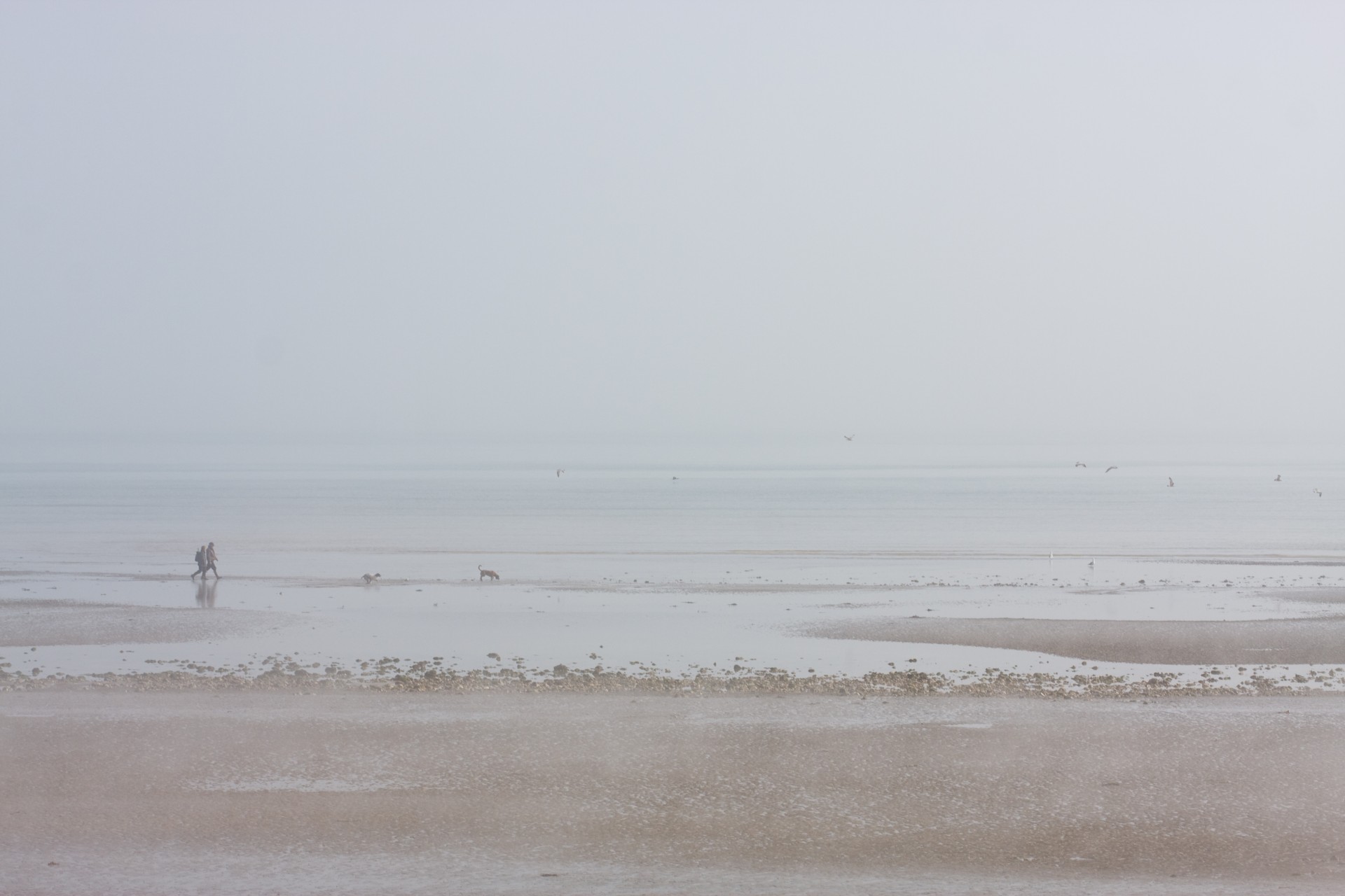 misty foggy beach free photo