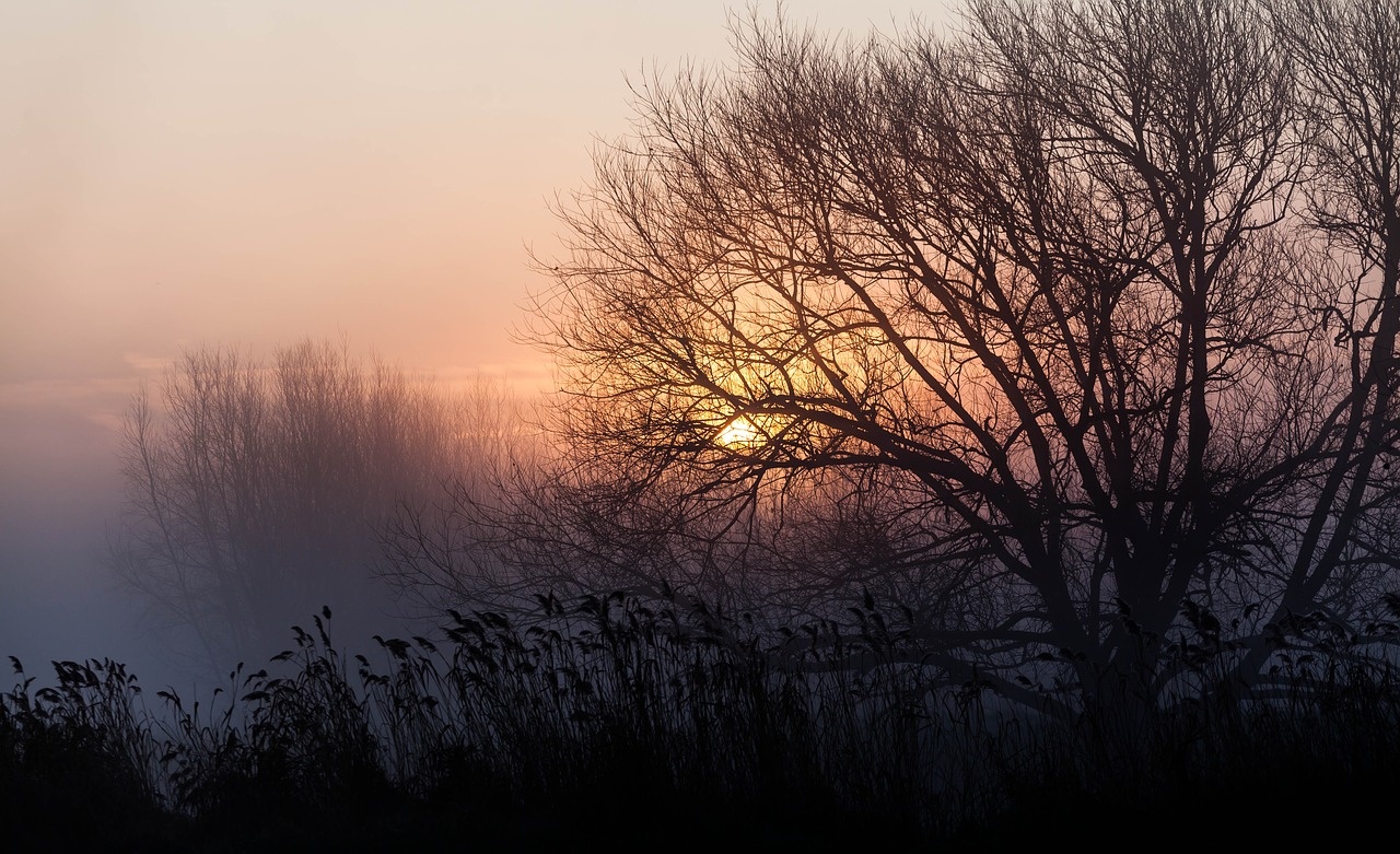 misty morning  spring  silhouette free photo