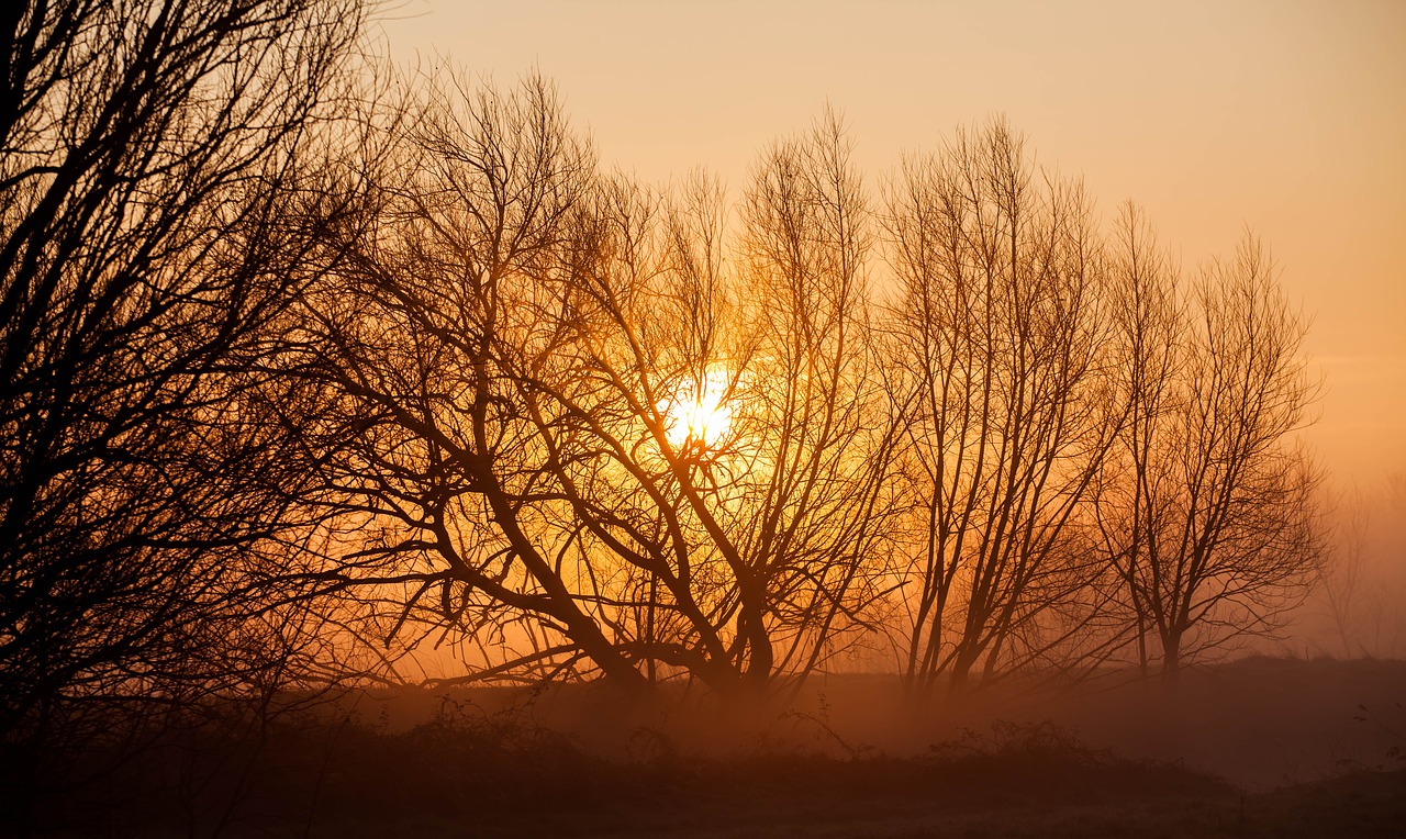 misty morning  sunrise  sun through trees free photo