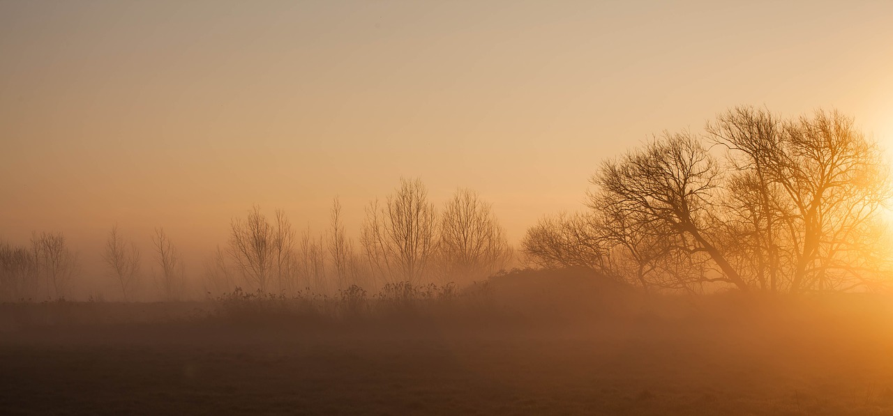 misty morning  sunrise  sun through trees free photo