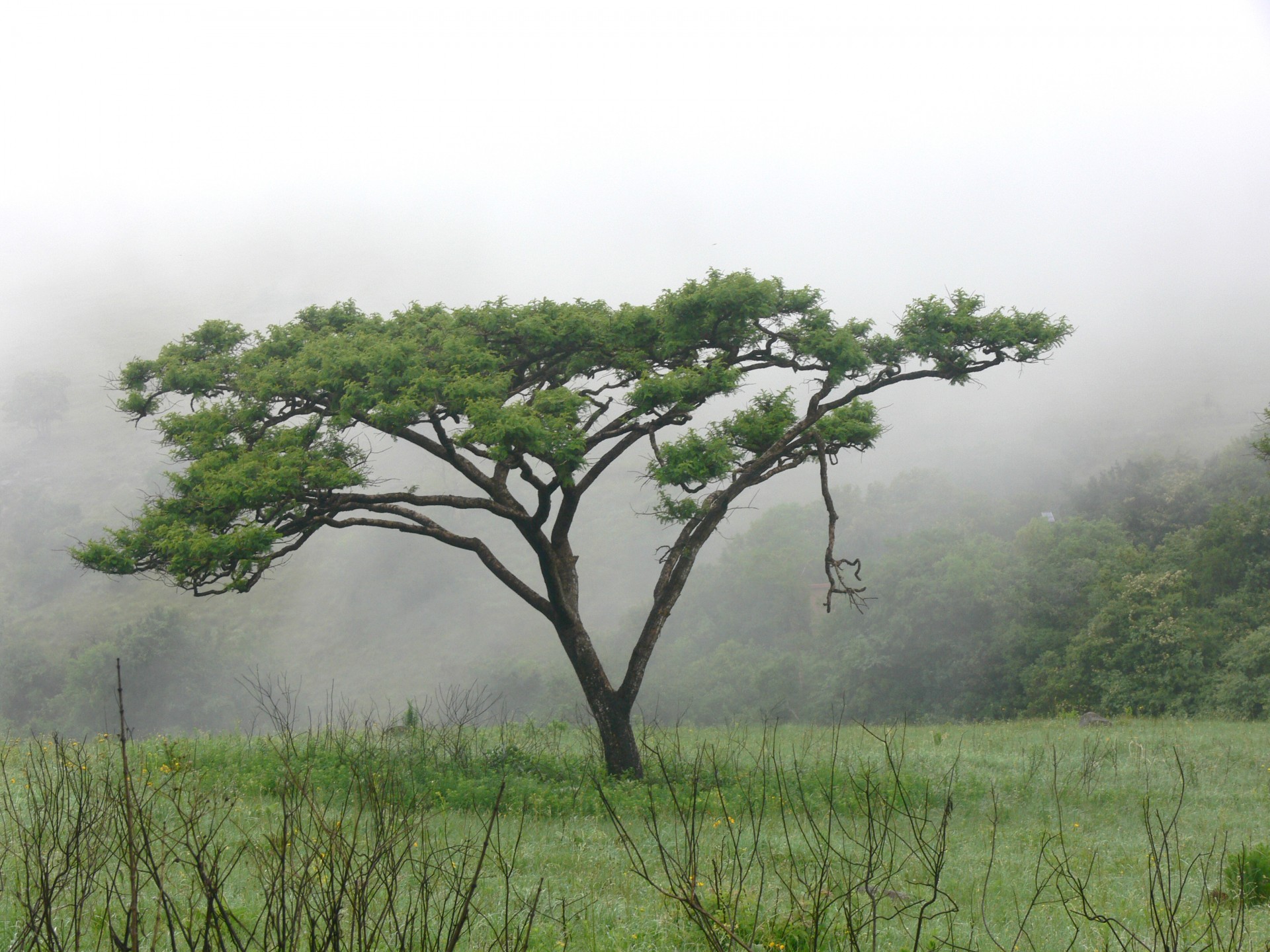 acacia tree mist free photo
