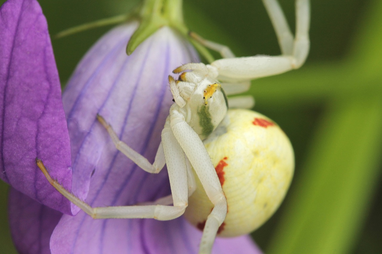 misumena ​​vatia special spider bellflower free photo