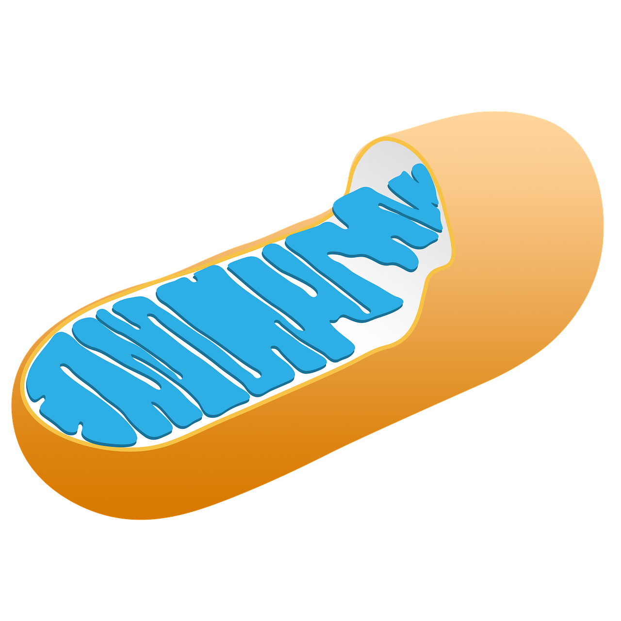 mitochondria cell biology free photo