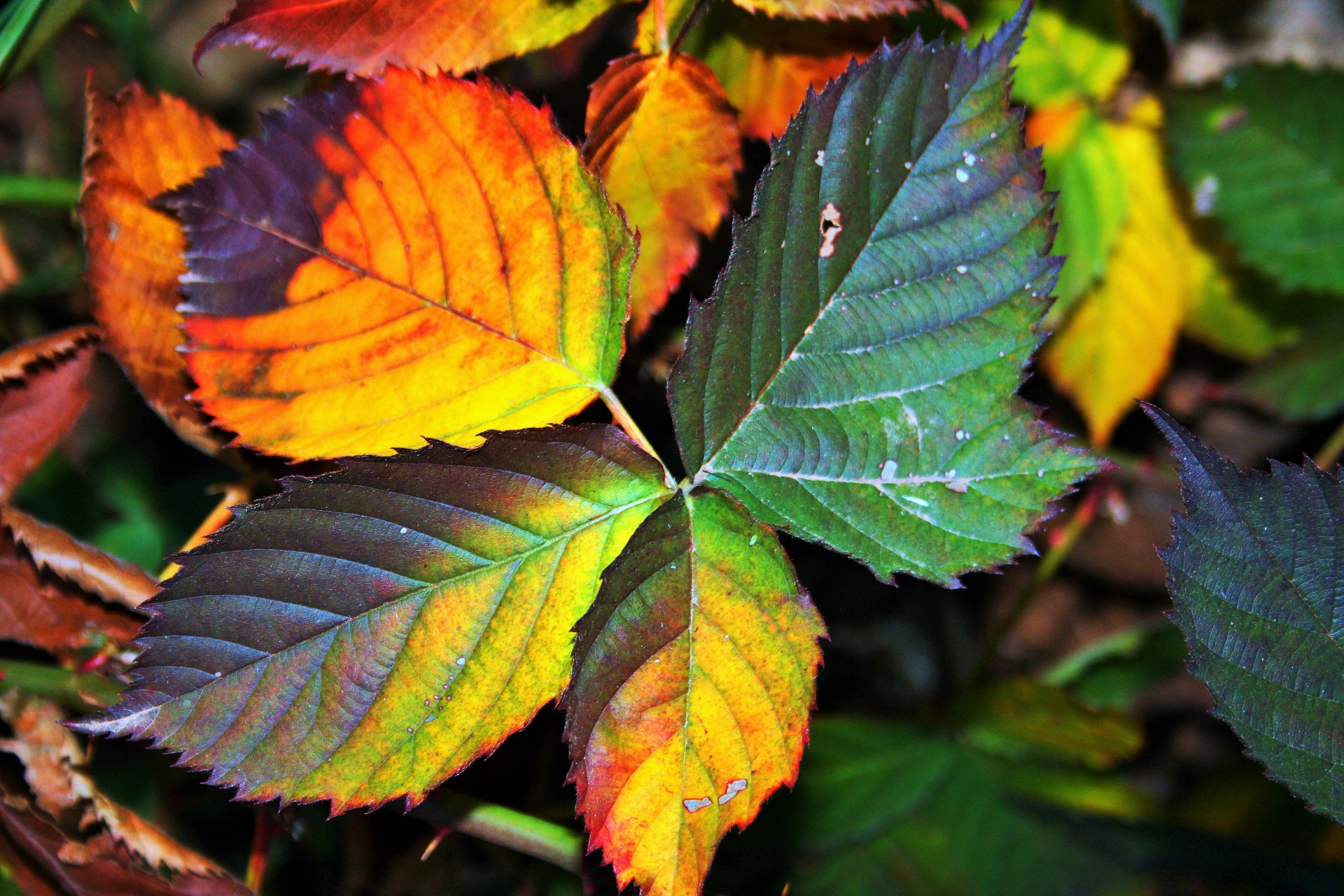 leaves bramble serrated free photo