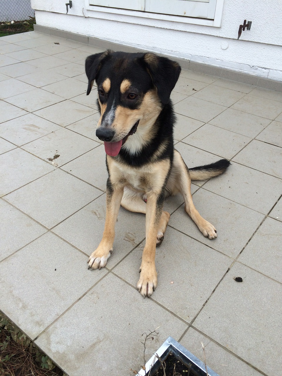 mixed breed dog dog hundeportrait free photo