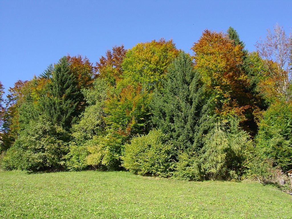 mixed forest autumn colorful free photo