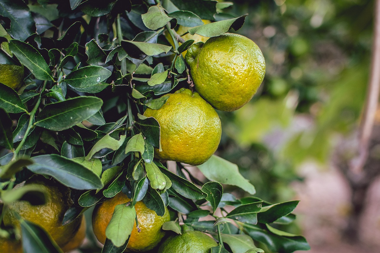 mixirica  tangerine  cerrado free photo