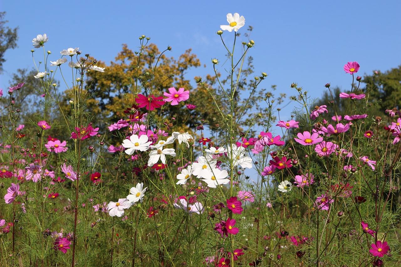 mixture flowers field free photo