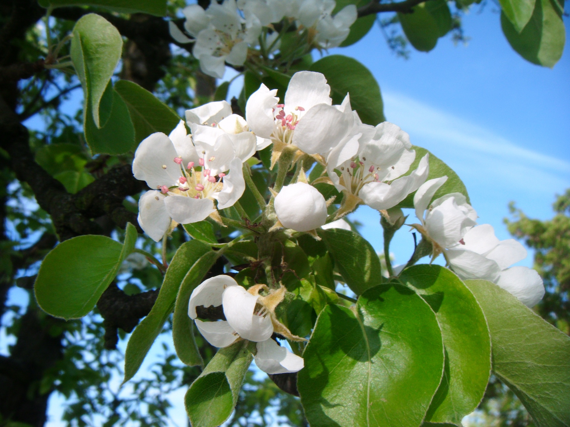 may spring apple free photo