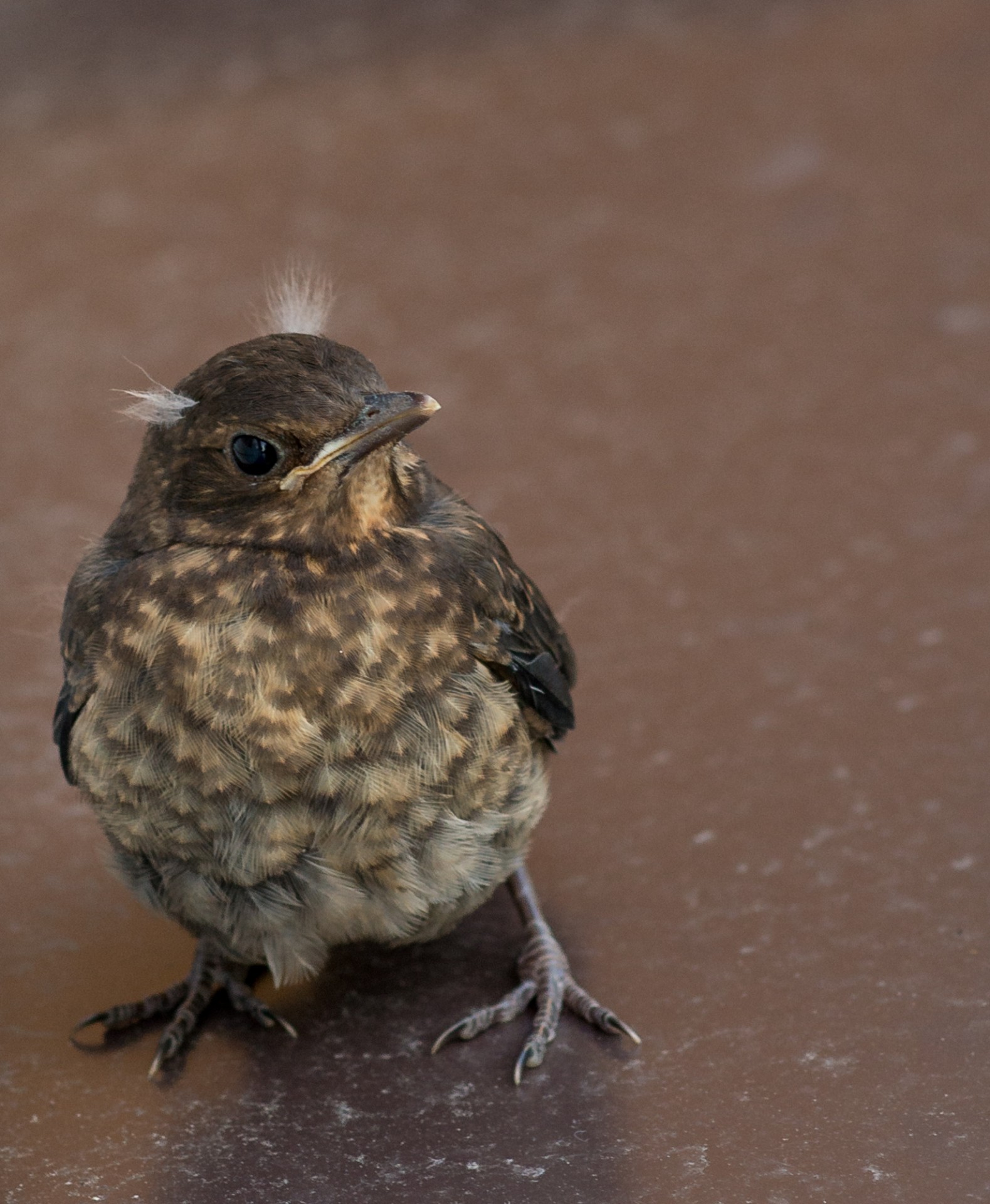 bird wings brown free photo