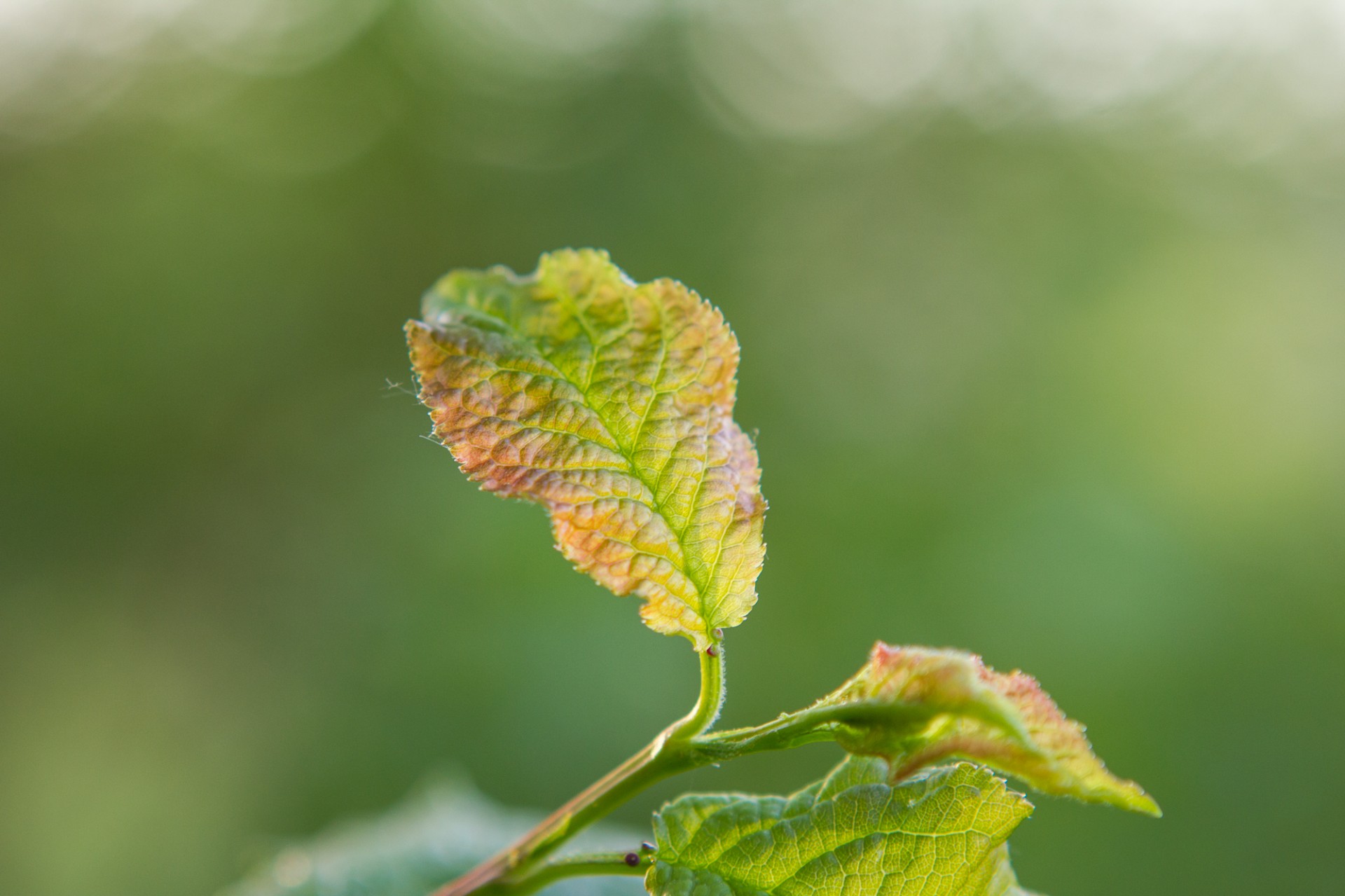 leaf plum orchard free photo