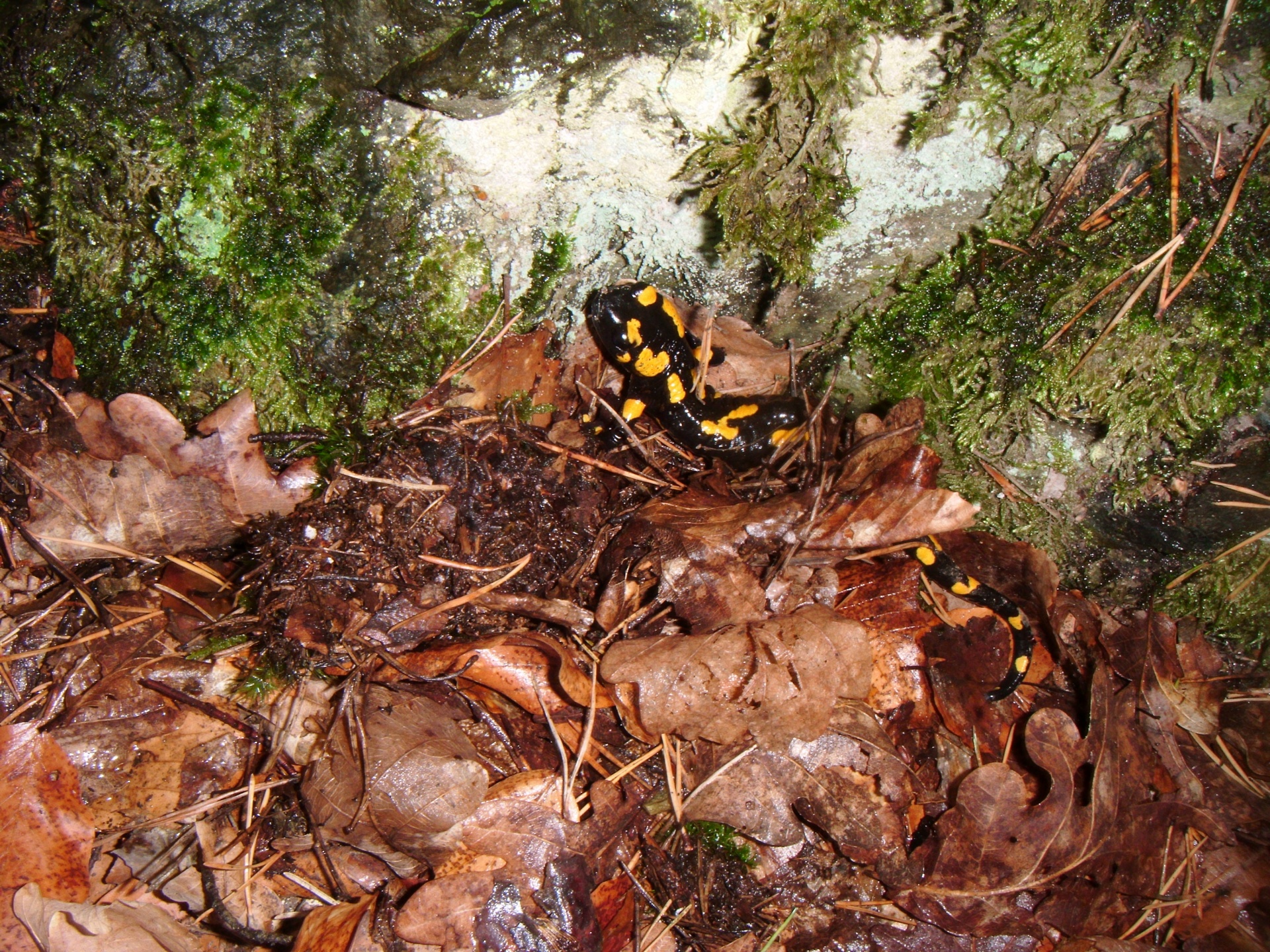 salamandra salamandra nature forest free photo