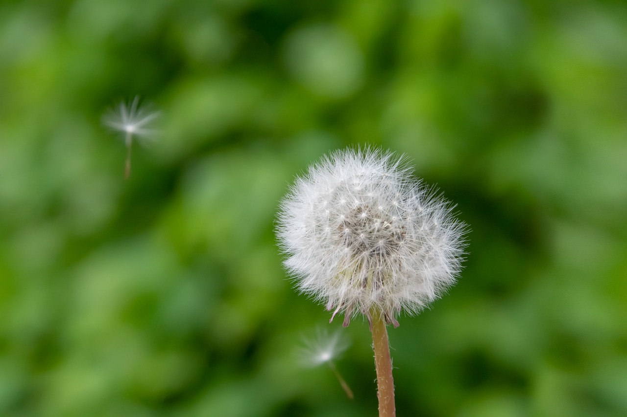 mnieszek doctor  dandelion  spring free photo