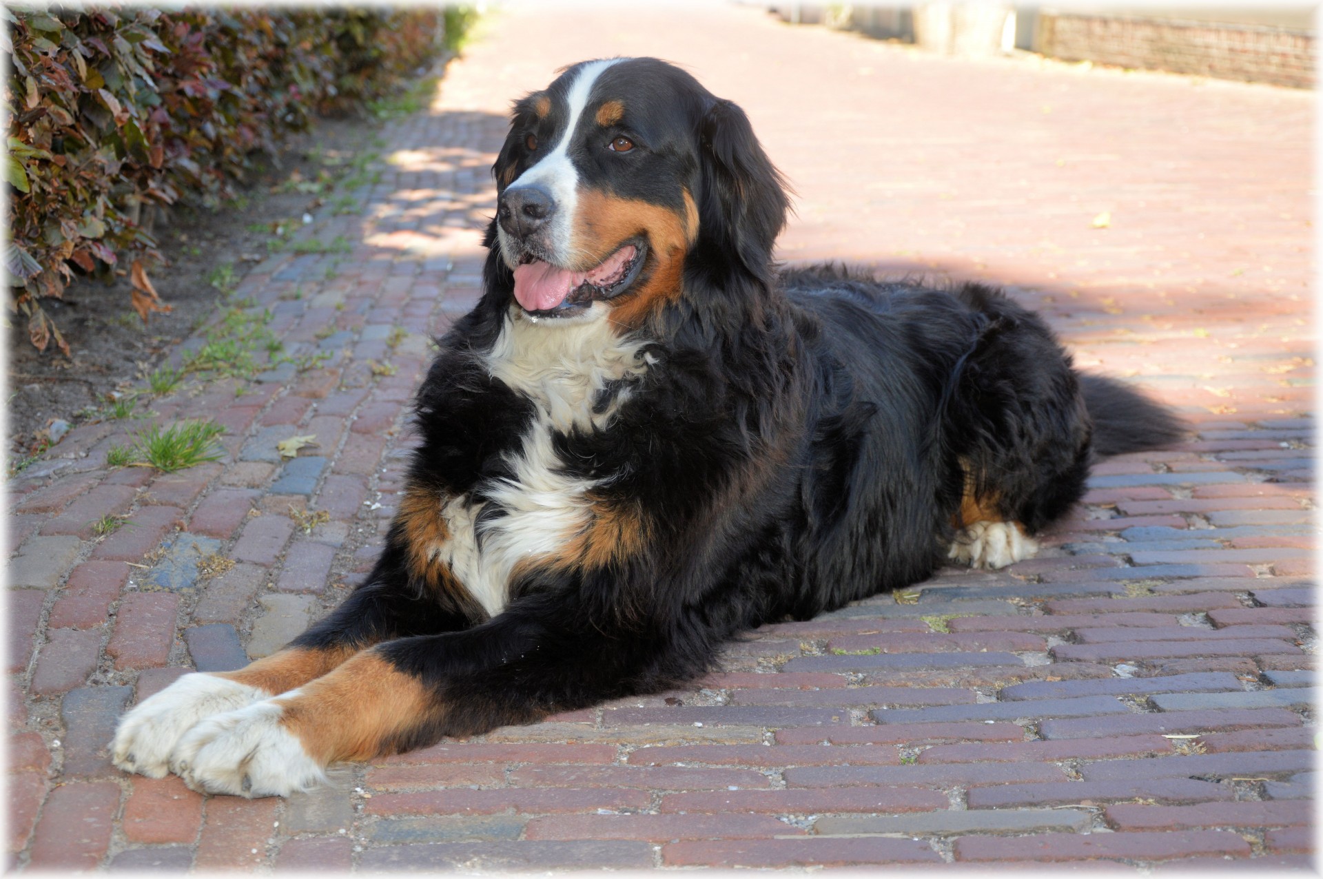 dog pet bernese mountain dog free photo