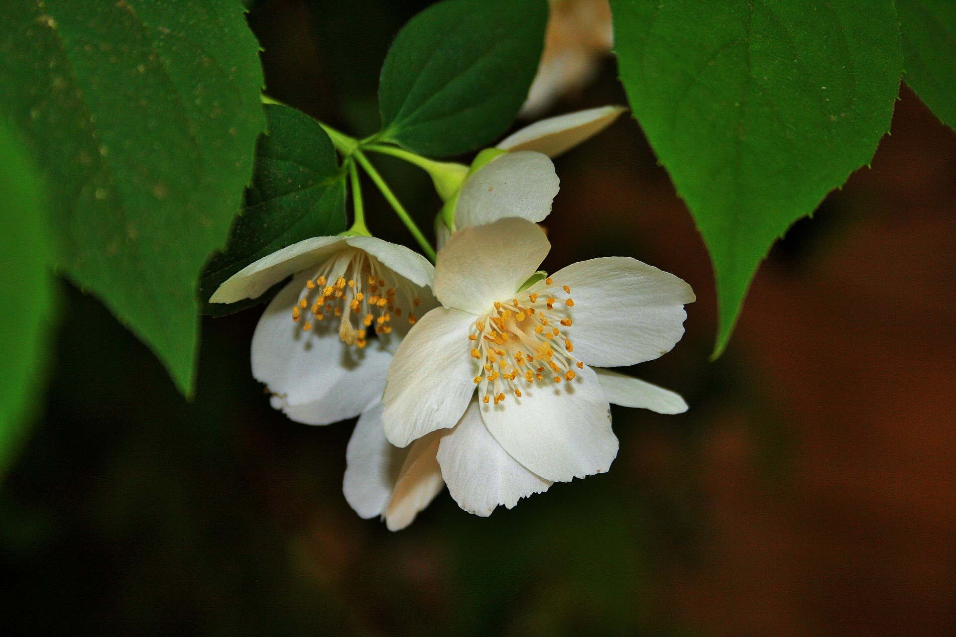 blossom flower white free photo