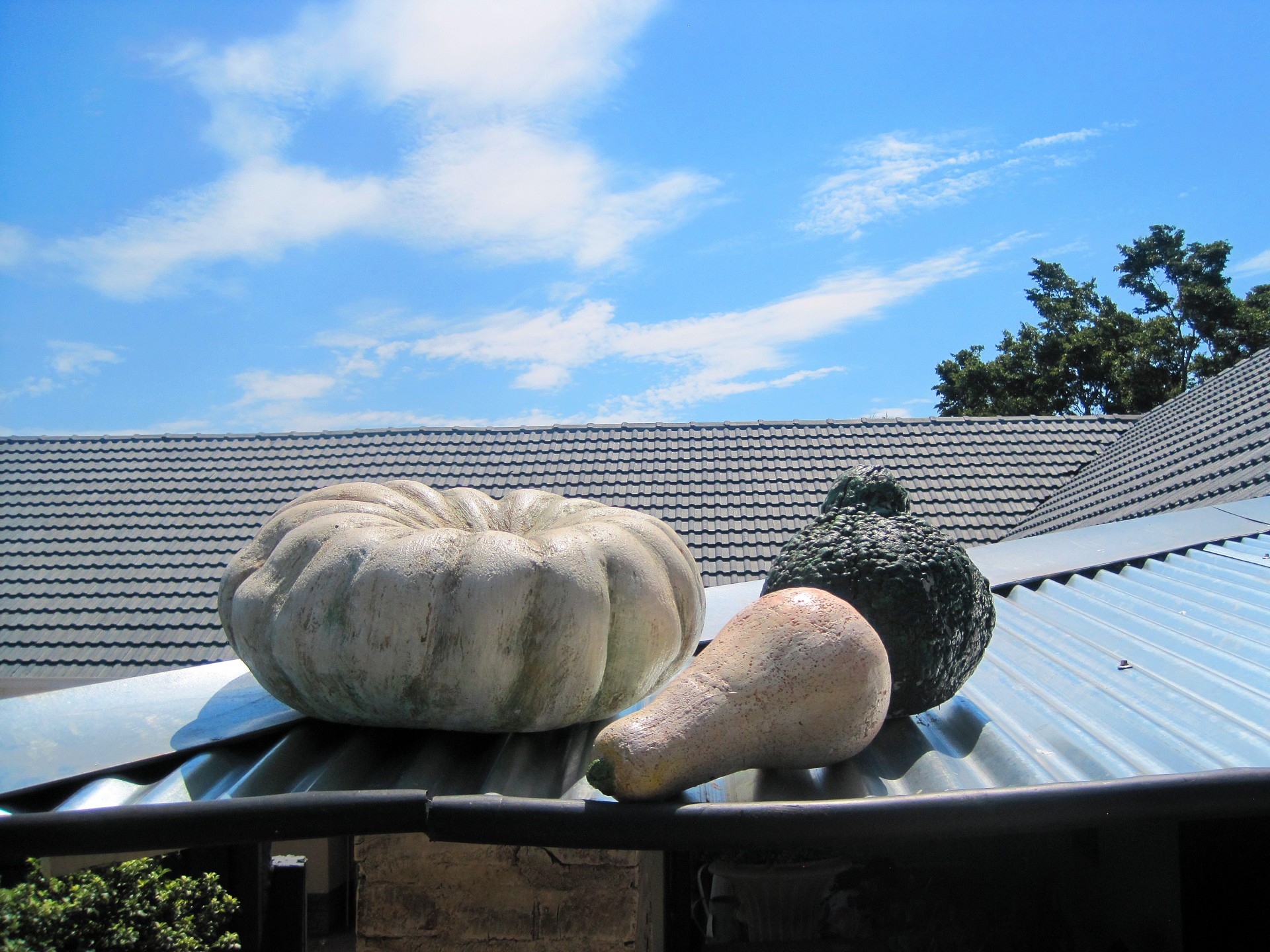roof pumpkins assorted free photo