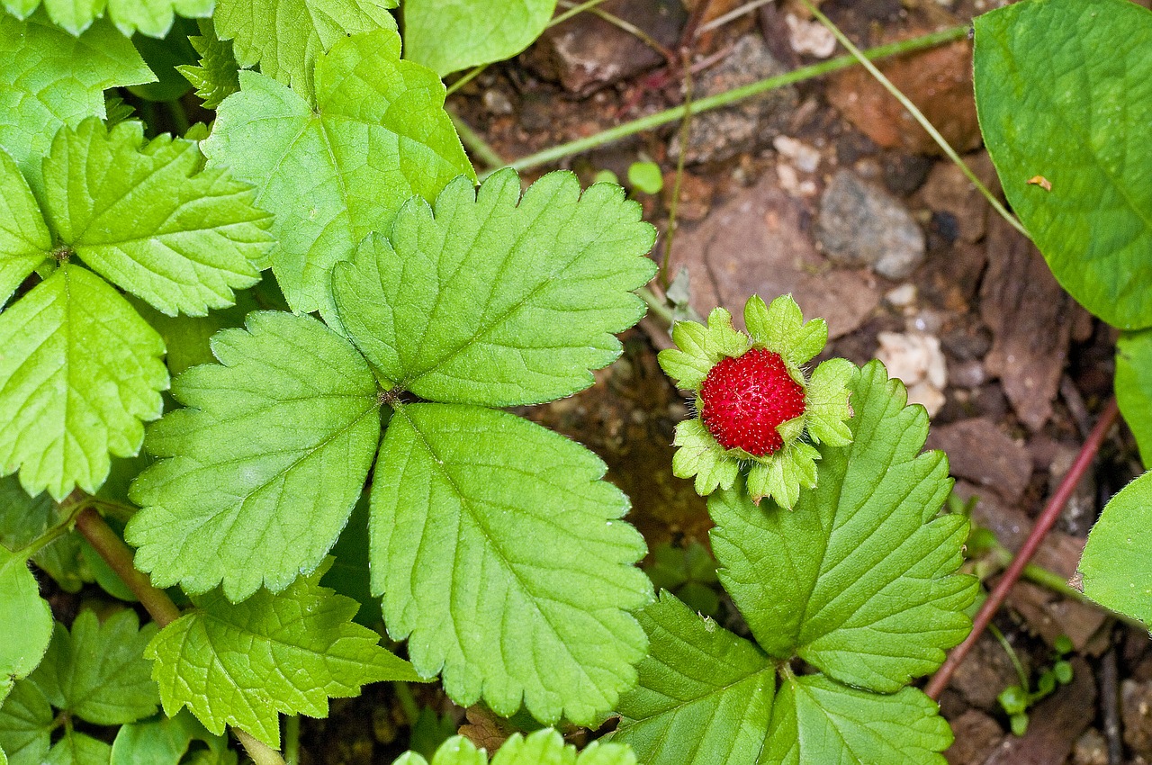 mock strawberry plants nature free photo